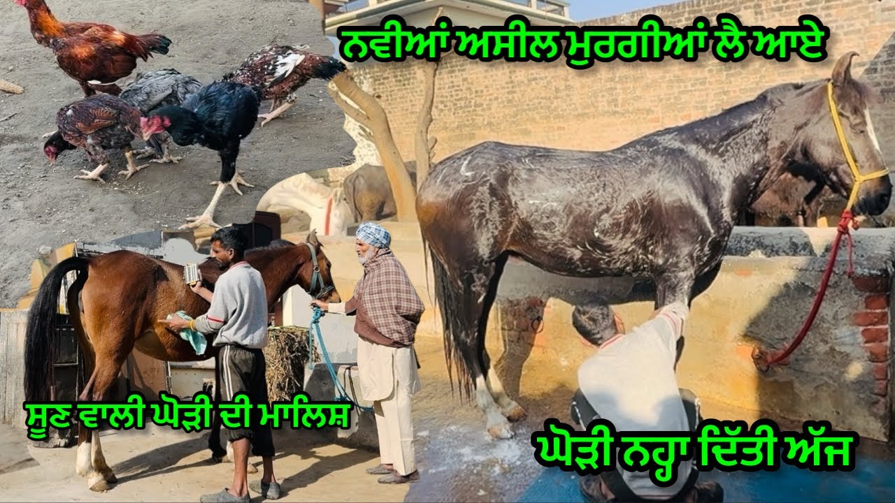 ਨਵੀਆਂ ਅਸੀਲ ਮੁਰਗੀਆਂ ਲੈ ਆਏ ॥ਘੋੜੀ ਨਹ੍ਹਾ ਦਿੱਤੀ ॥ਸੂਣ ਵਾਲੀ ਘੋੜੀ ਦੀ ਮਾਲਿਸ਼ ਕਰ ਦਿੱਤੀ #horse #trending #viral