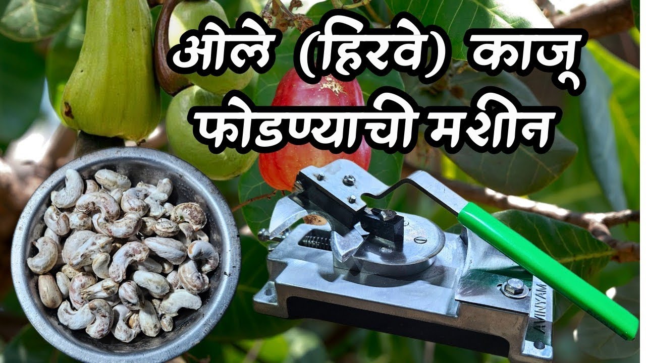 ओले काजू फोडण्याची मशीन  |  Ole Kaju Cutting Machine | konkanatil ole kaju