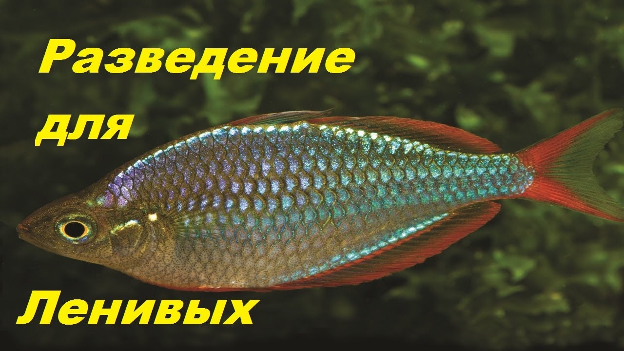Радужные рыбки. Ленивое разведение