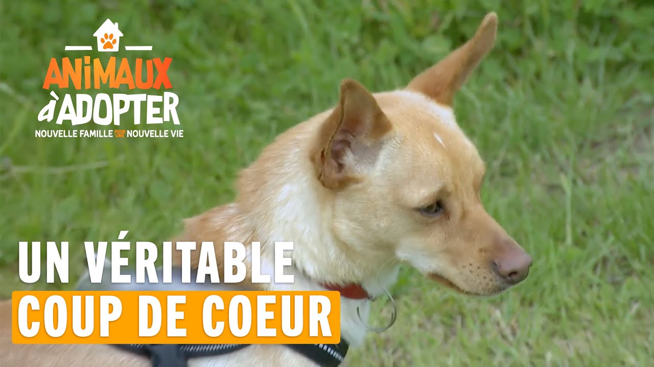 Un véritable coup de coeur entre Alonzo et cette famille #AnimauxAAdopter