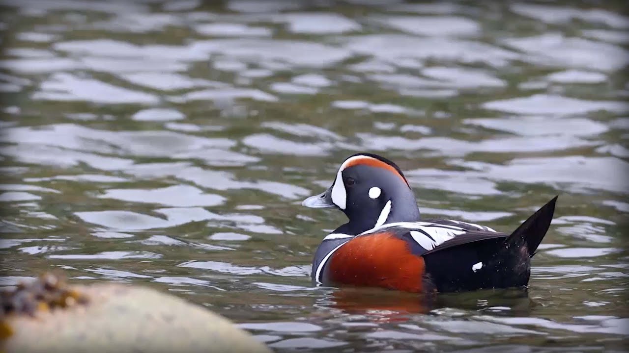 Harlequin Duck (Histrionicus histrionicus)