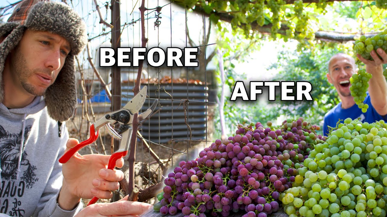 Как обрезать виноград для шпалер и беседок, обрезка шпорцевых кустов и обрезка лозы