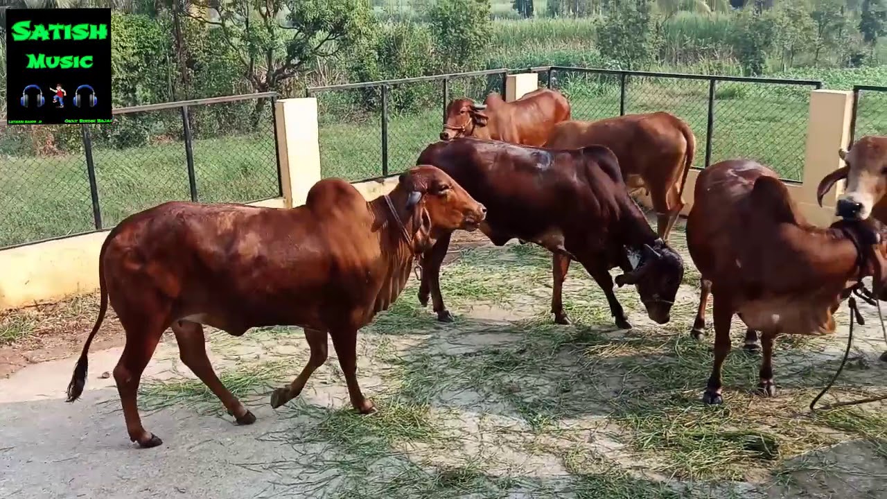 Satnam Sakhi Jai Shri Krishna 
Swami Shanti Prakash Gaushala 
Gandhinagar Kolhapur
