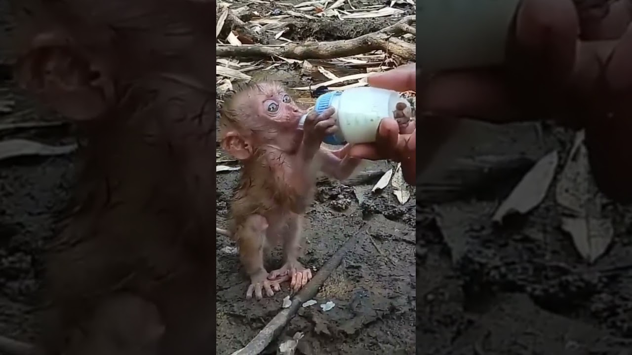 The poor baby monkey is struggling to suckle because he has never drunk milk before. 