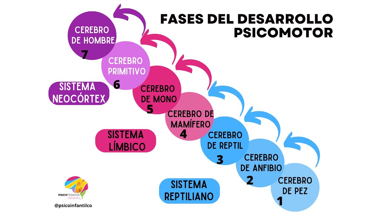 Neurodesarrollo infantil etapas