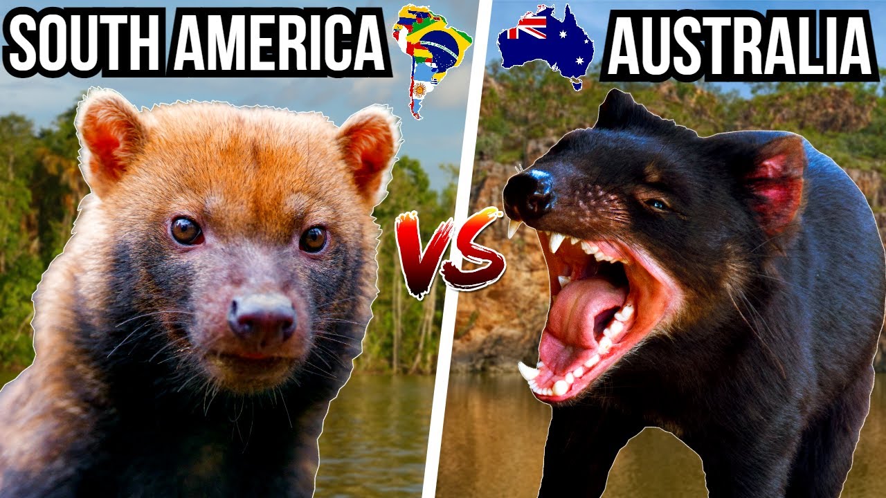 5 Animals From Australia VS 5 Animals From South America - Would Would Win?