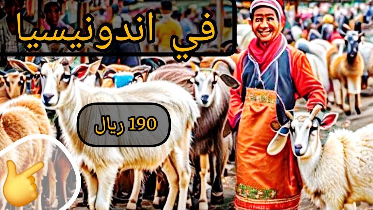 #الذبائح في #إندونيسيا | الأسعار تبدأ من 190 ريال فقط 🔥 💵