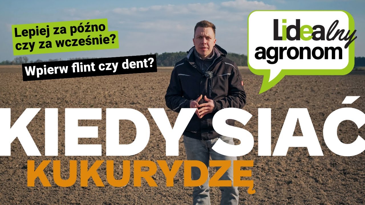 Siew kukurydzy 2025 &ndash; kiedy siać, żeby nie żałować? Wszystko o terminie siewu