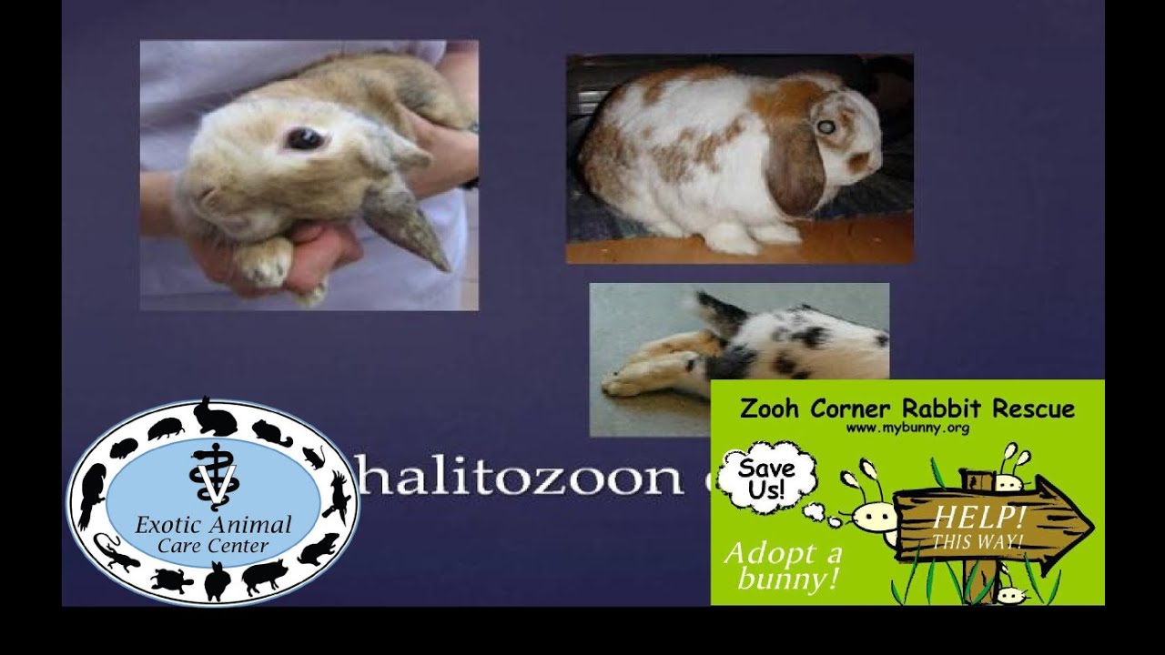Common Rabbit Diseases & Illnesses - E. Cuniculi