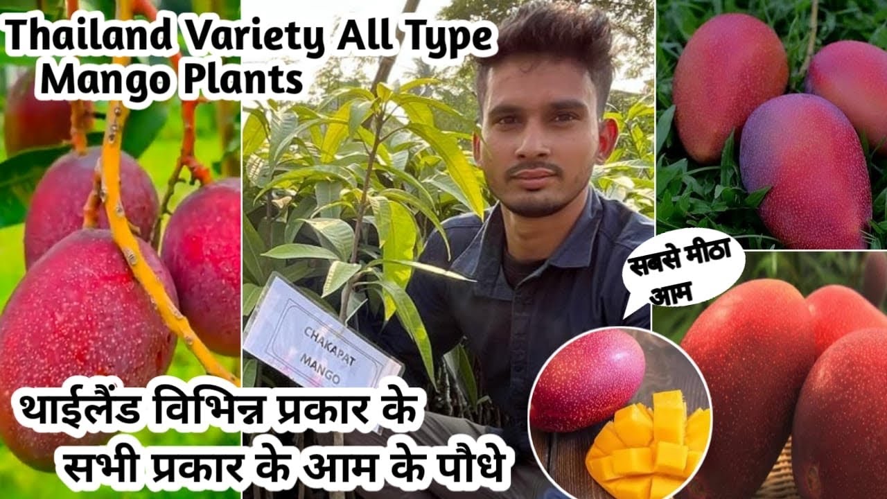 Thailand Mango Variety || Thailand Plants || King of Chakapath Mango & All Mango Variety Plants