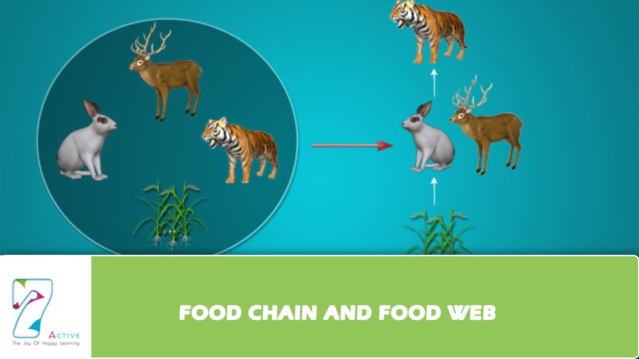 FOOD CHAIN AND FOOD WEB