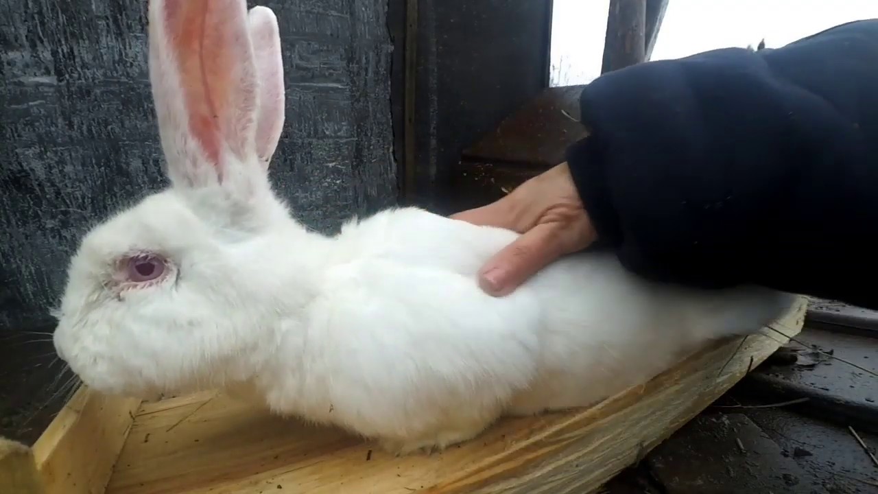 Як визначити ЧИ КІТНА КРОЛИЦЯ.??
