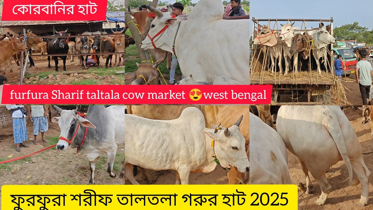 ফুরফুরা শরীফ তালতলা গরুর হাট ২০২৫ furfura Sharif taltala cow market 2025😍west bengal😍#bakraeid #2025
