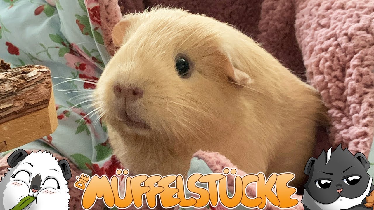 Super handzahme Baby Meerschweinchen | Die Müffelstücke