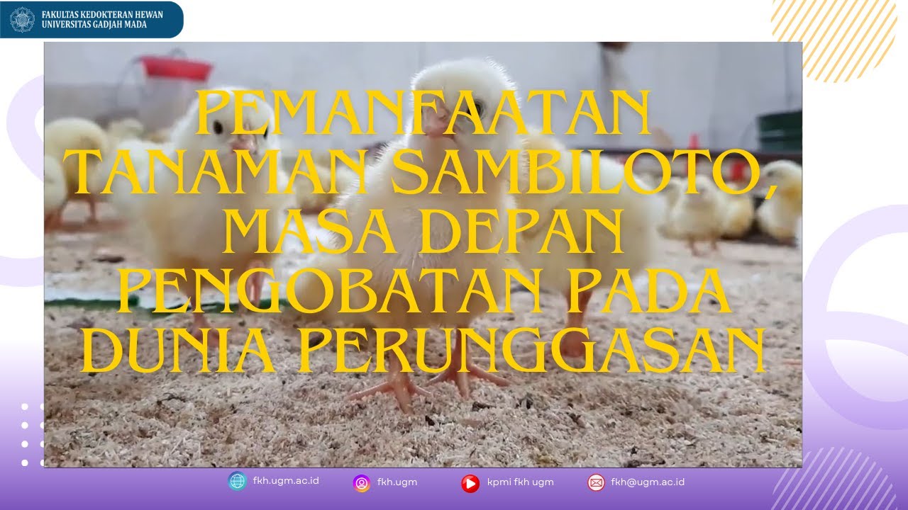 Pemanfaatan Tanaman Sambiloto Sebagai Masa Depan Pengobatan Pada Dunia Perunggasan