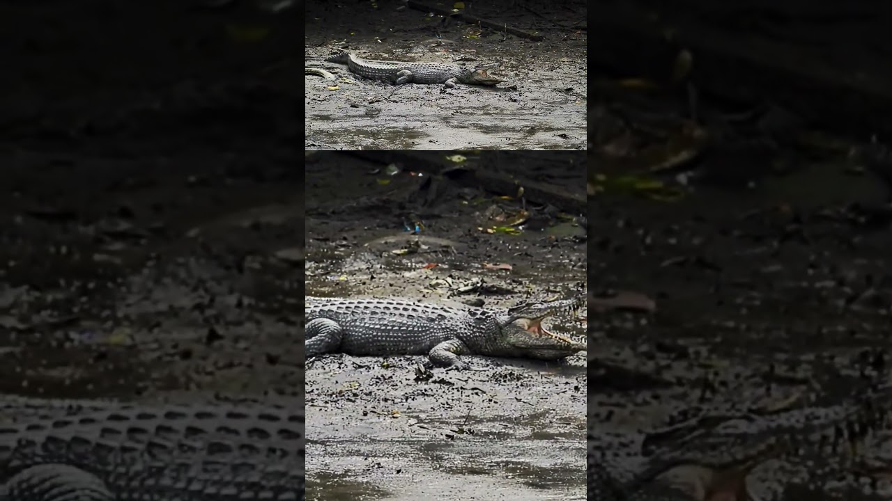 Big Croc on mud #crocodile #sgbuloh #cityinnature