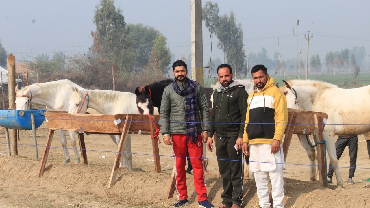 Dhaipai stud farm at Sri muktsar sahib maghi mela 2021