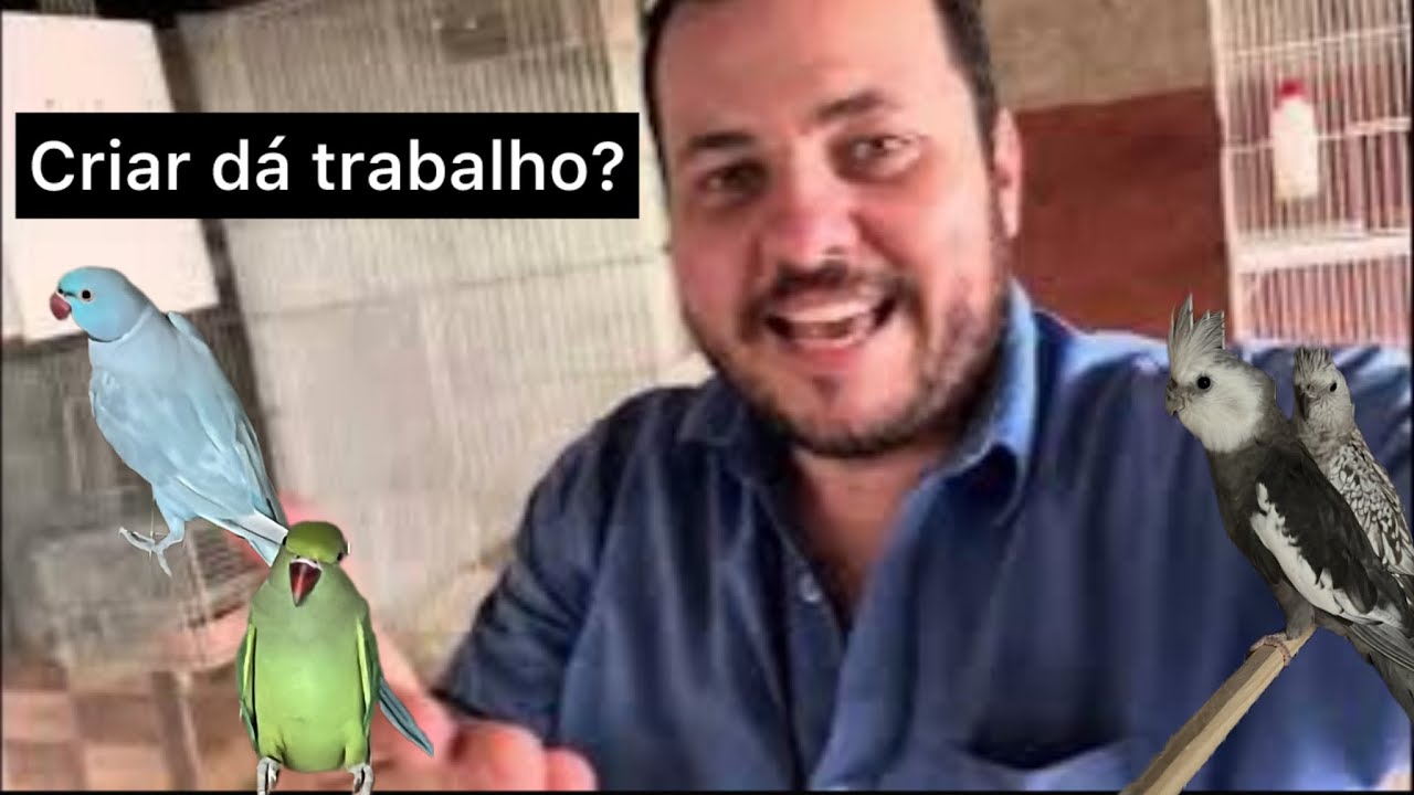 Ninhos cheios l dia dia no criatório 