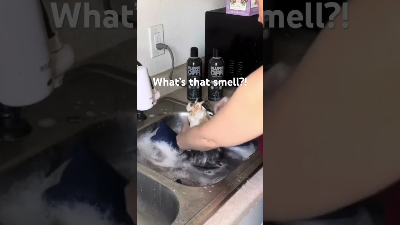 #tortoise #shell #abyssinian #guineapig #takes #revenge #on #guardian #for #bathtime #tricolor #cavy