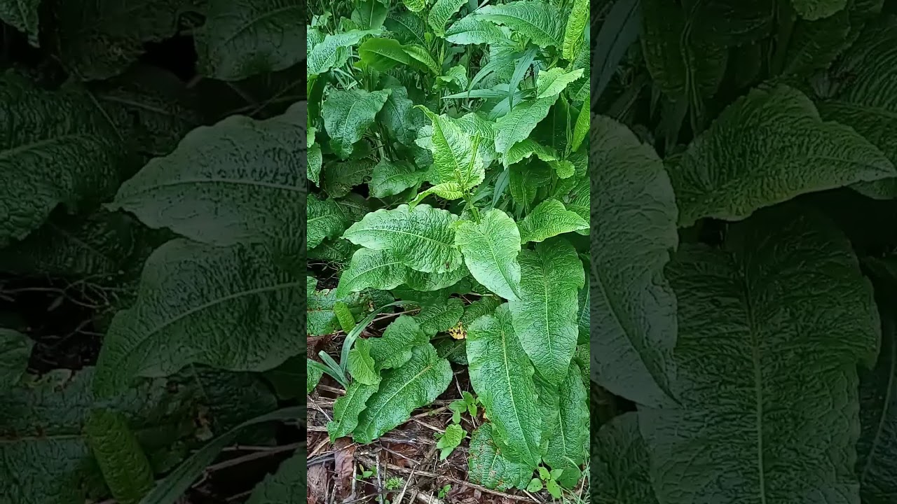 Backyard wild edible plants, part 2.