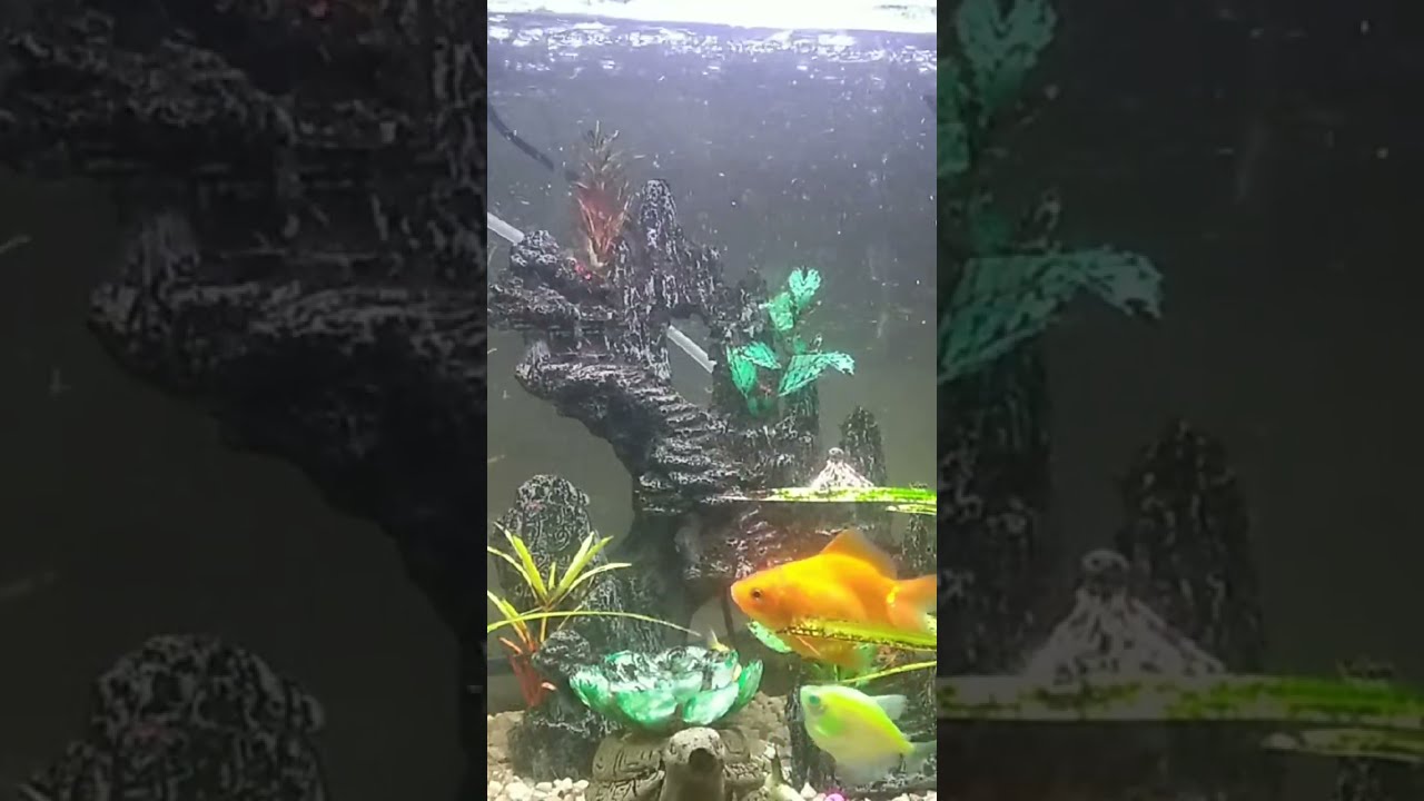 silent live only and enjoy watching my fish in aquarium .q