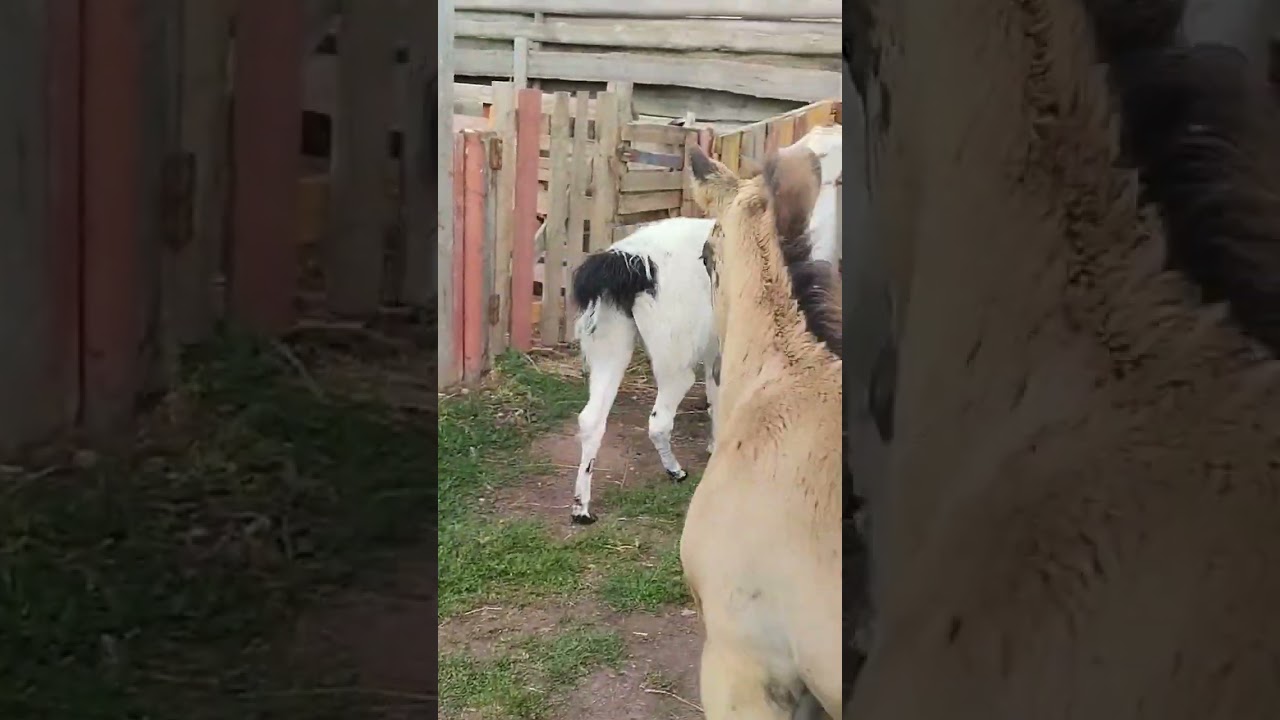 упрямый как осёл