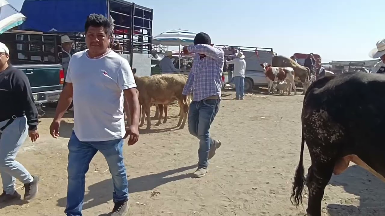 Días de tianguis los jueves el más surtido en ganado 
