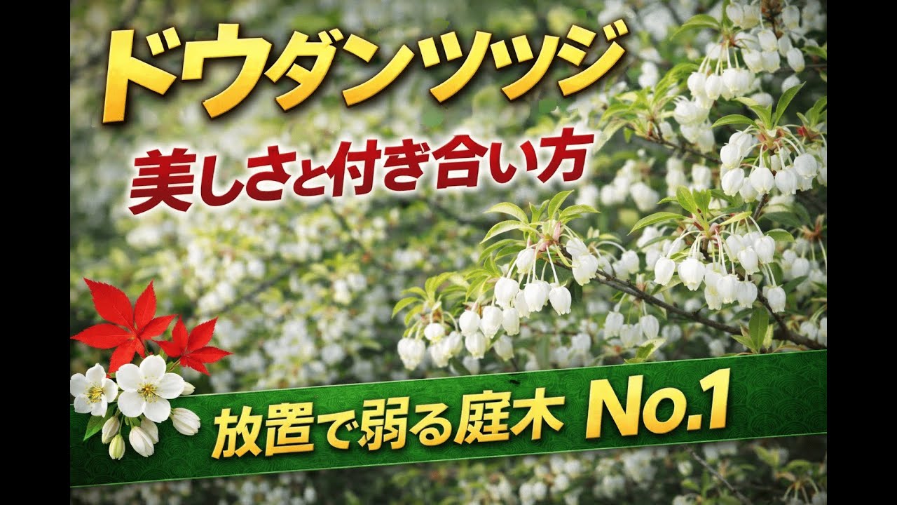 ドウダンツツジ｜美しさと付き合い方  #樹木 #春の庭 #秋の庭