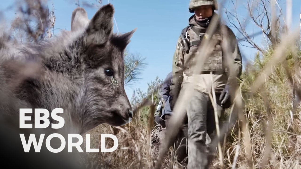 [ENG SUB] Poaching Traces And Wild Creatures Discovered In The Korean DMZ 