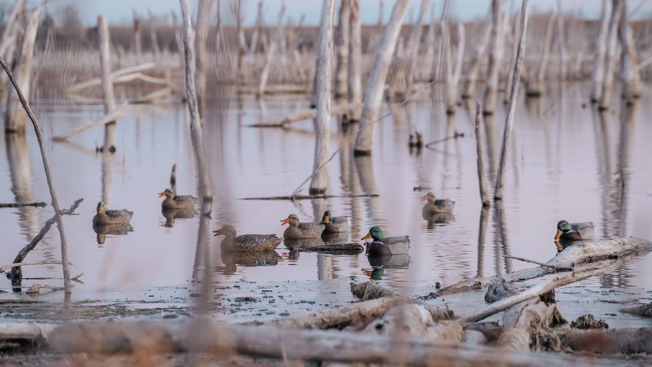 Mallards in the Colorado Timber! (Last Pass S5:EP 8)