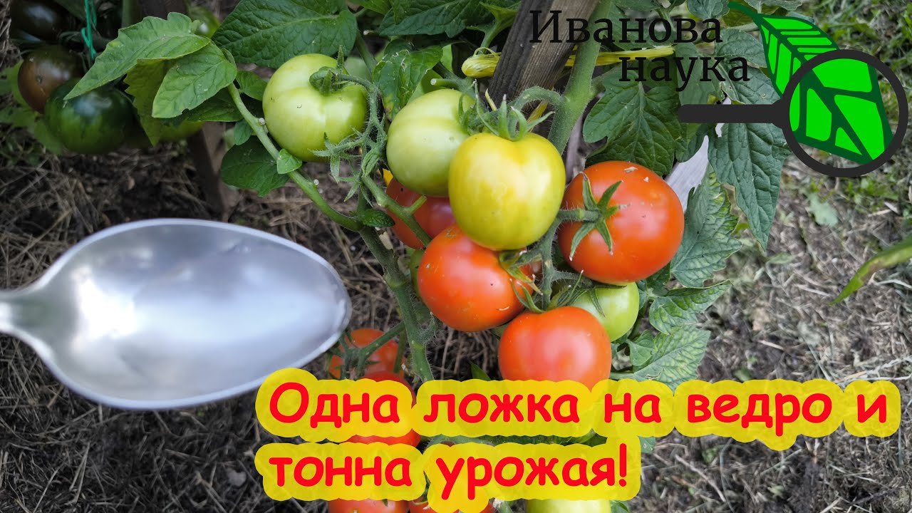 5-й ЭЛЕМЕНТ урожая всех растений. Одна ложка на ведро и томаты ведрами!