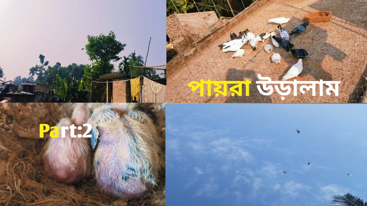 Pigeon flying part 2#viral #pigeon #trendingshorts #ytshorts 