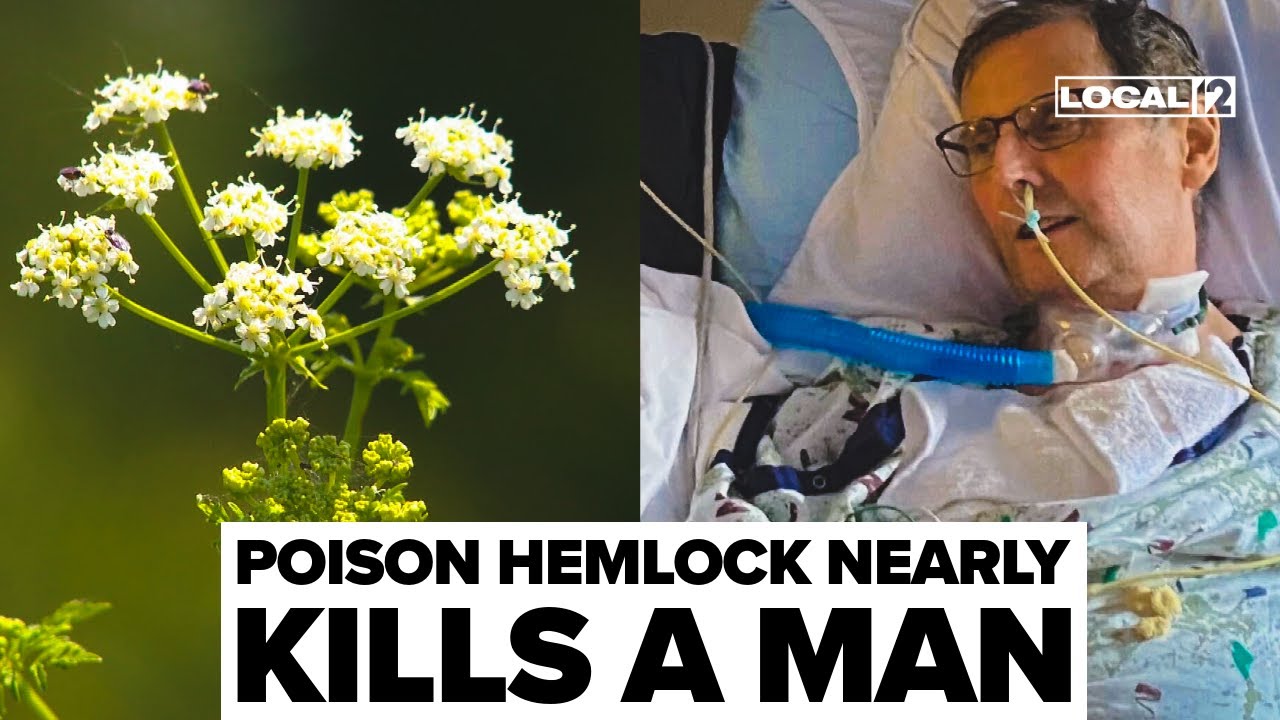 Ohio man survives near fatal encounter with poison hemlock that left him in coma