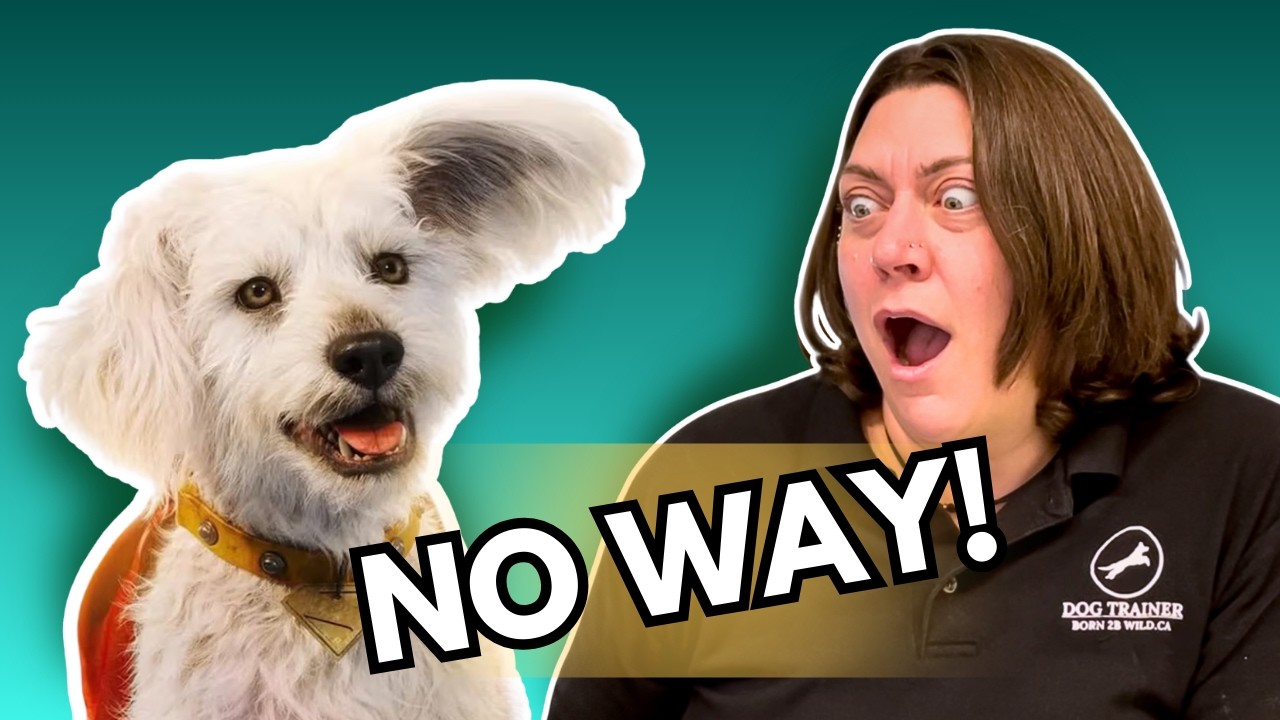 Dog Behaviorist Reacts Superman's dog Krypto: Breaking Down Jame Gunn's Dog, The Real Krypto