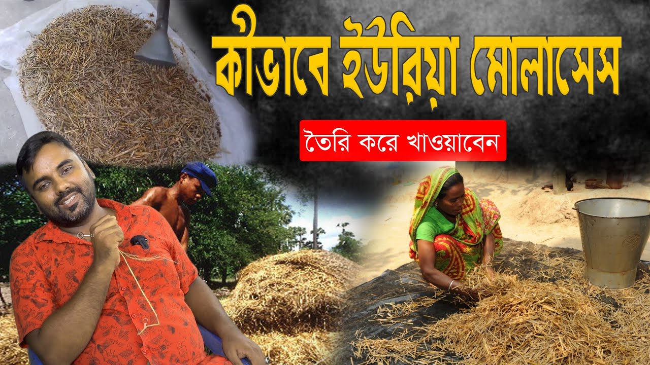 কীভাবে গরুর জন্য UMS তৈরি করে খাওয়াবেন । সহজেই UMS তৈরি করা শিখুন