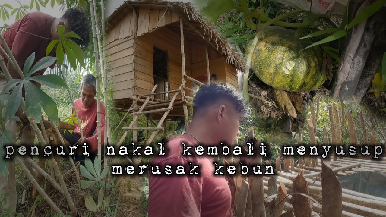 Pencuri nakal paling cerdik mengincar kebun saat ada celah warta petani muda hidup di hutan