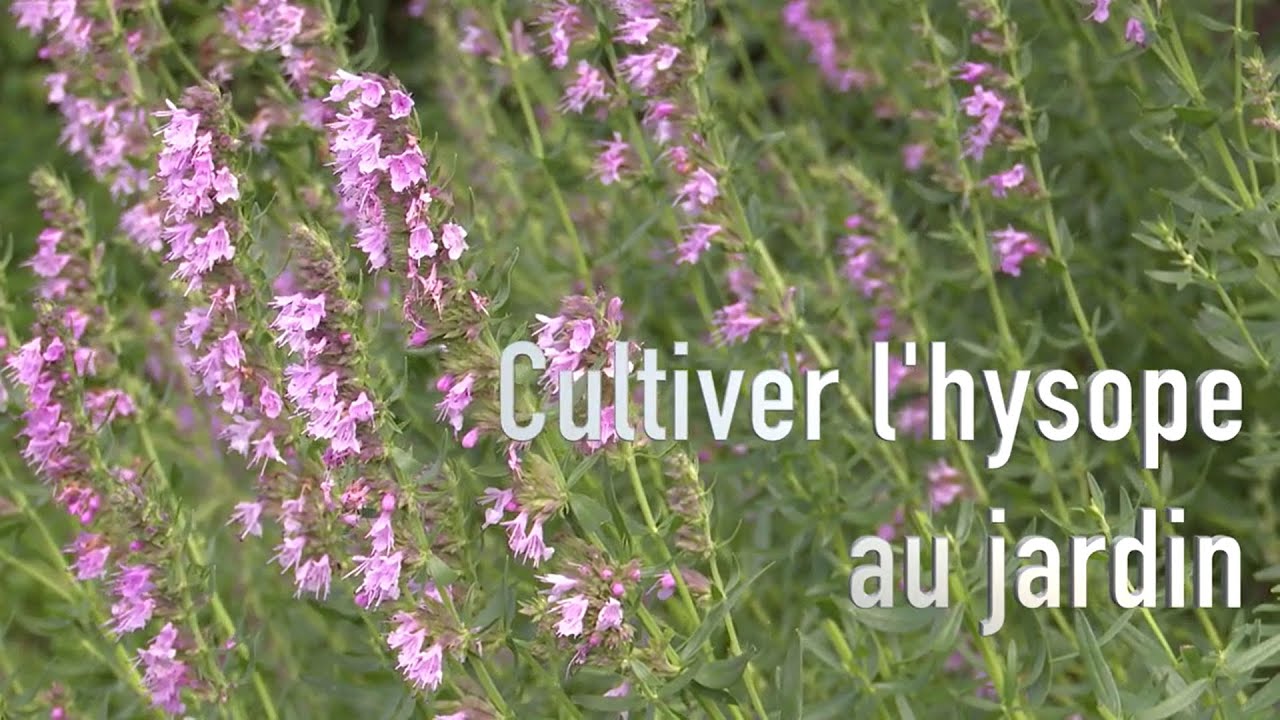 L’hysope officinale : culture, utilisation