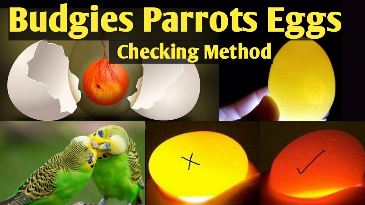 Budgies Eggs Checking method