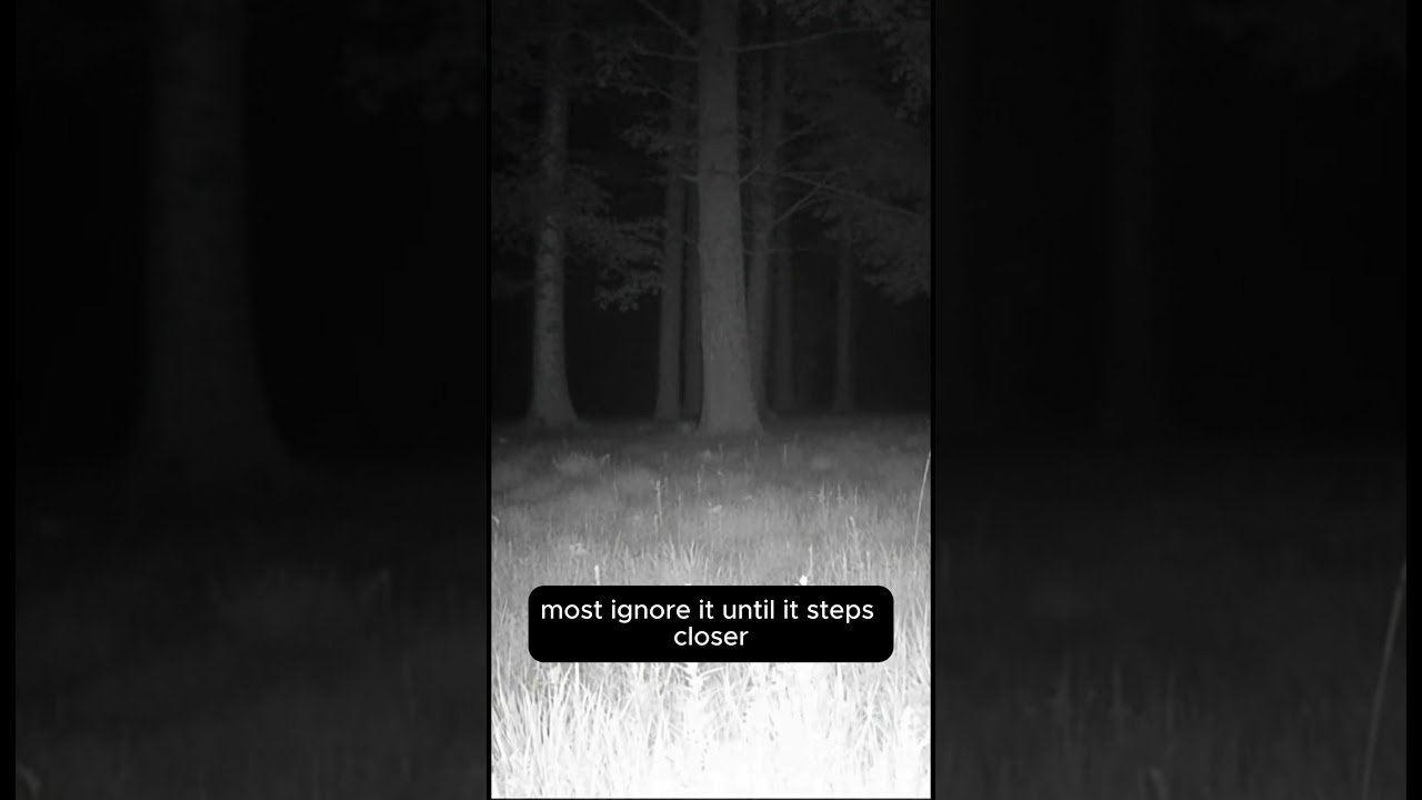 Shadow Caught Moving Between the Trees at Night… 