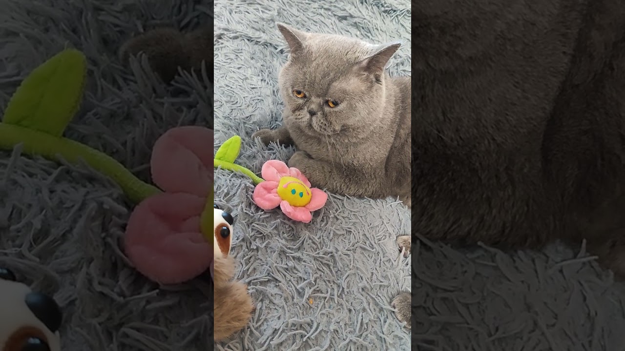 14.03.2026 г.котик Честер 😸)