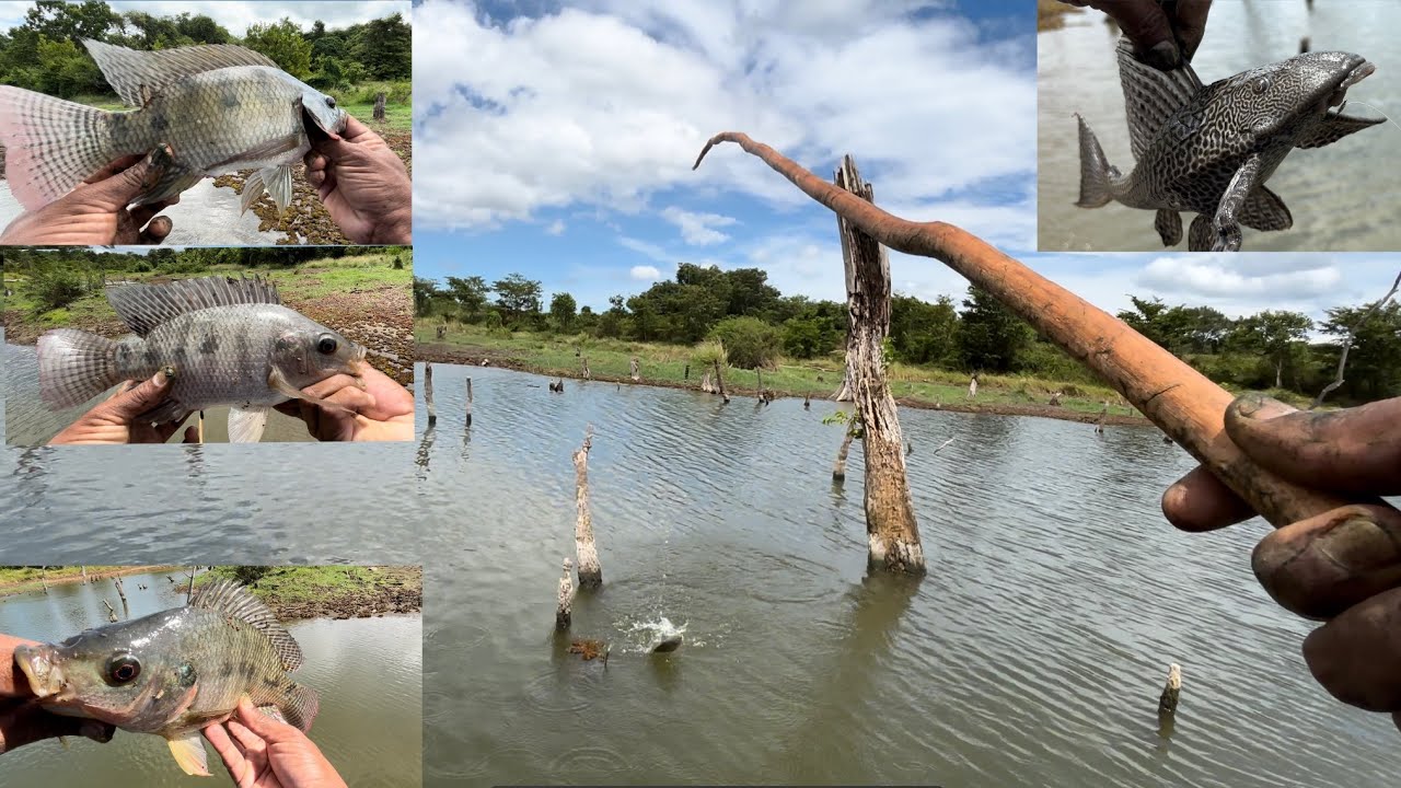 Thilapi fishing දියසෙවල වලට තිලාපි අල්ලමු 🐟🎣