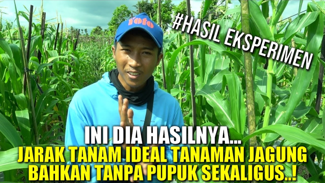 JARAK TANAM JAGUNG MANIS | CARA MENANAM JAGUNG MANIS