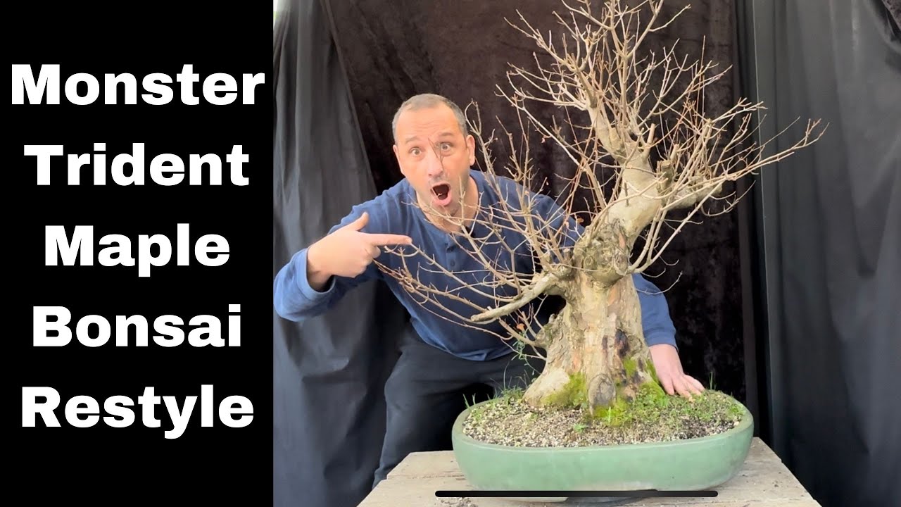 Monster Trident maple bonsai restyle to create natural looking maple bonsai