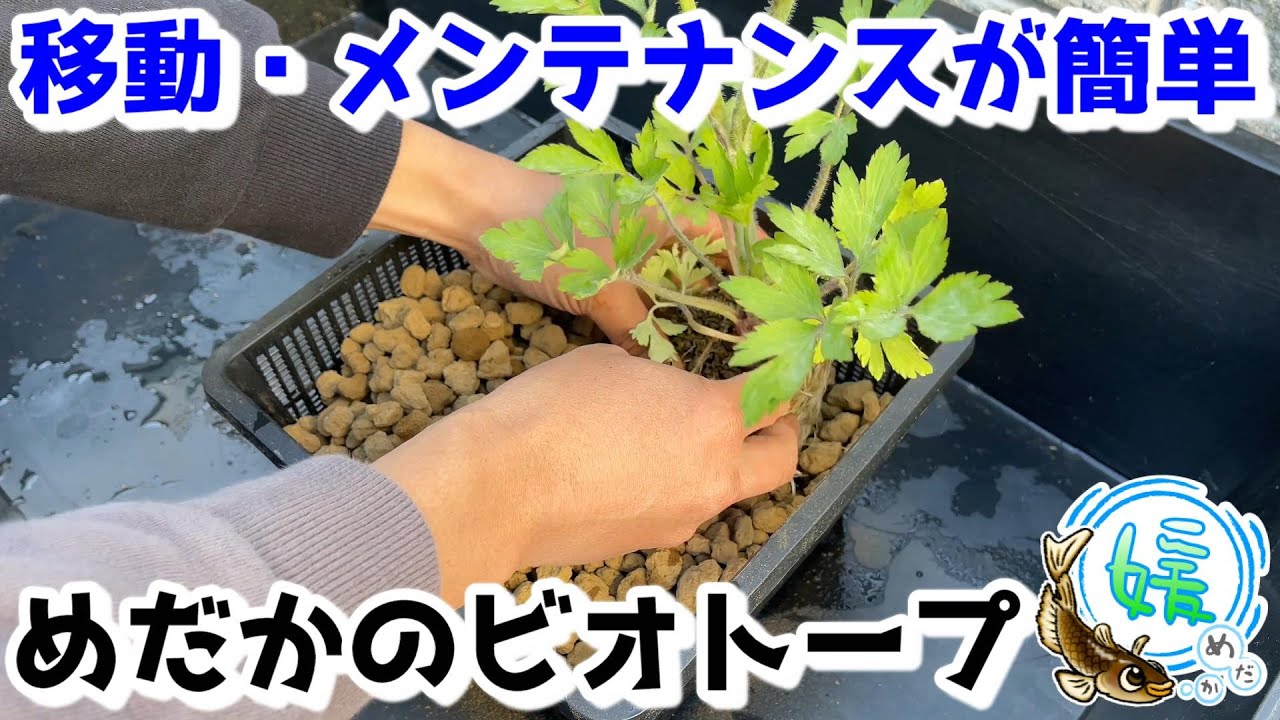 【めだかのビオトープ】移動や掃除が簡単に出来るビオトープの作り方【媛めだか】