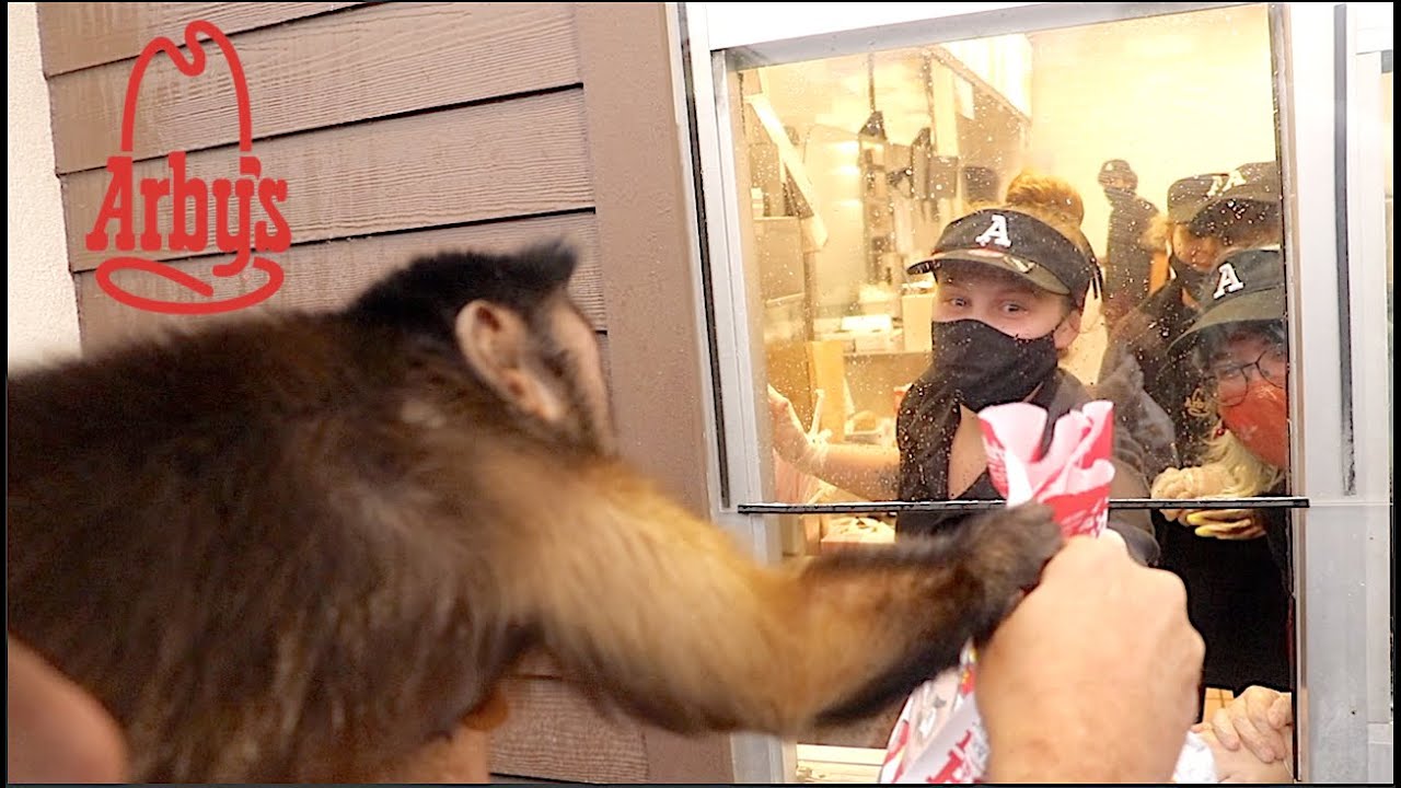 Capuchin Monkey EXCITED To Visit The Drive Thru!    