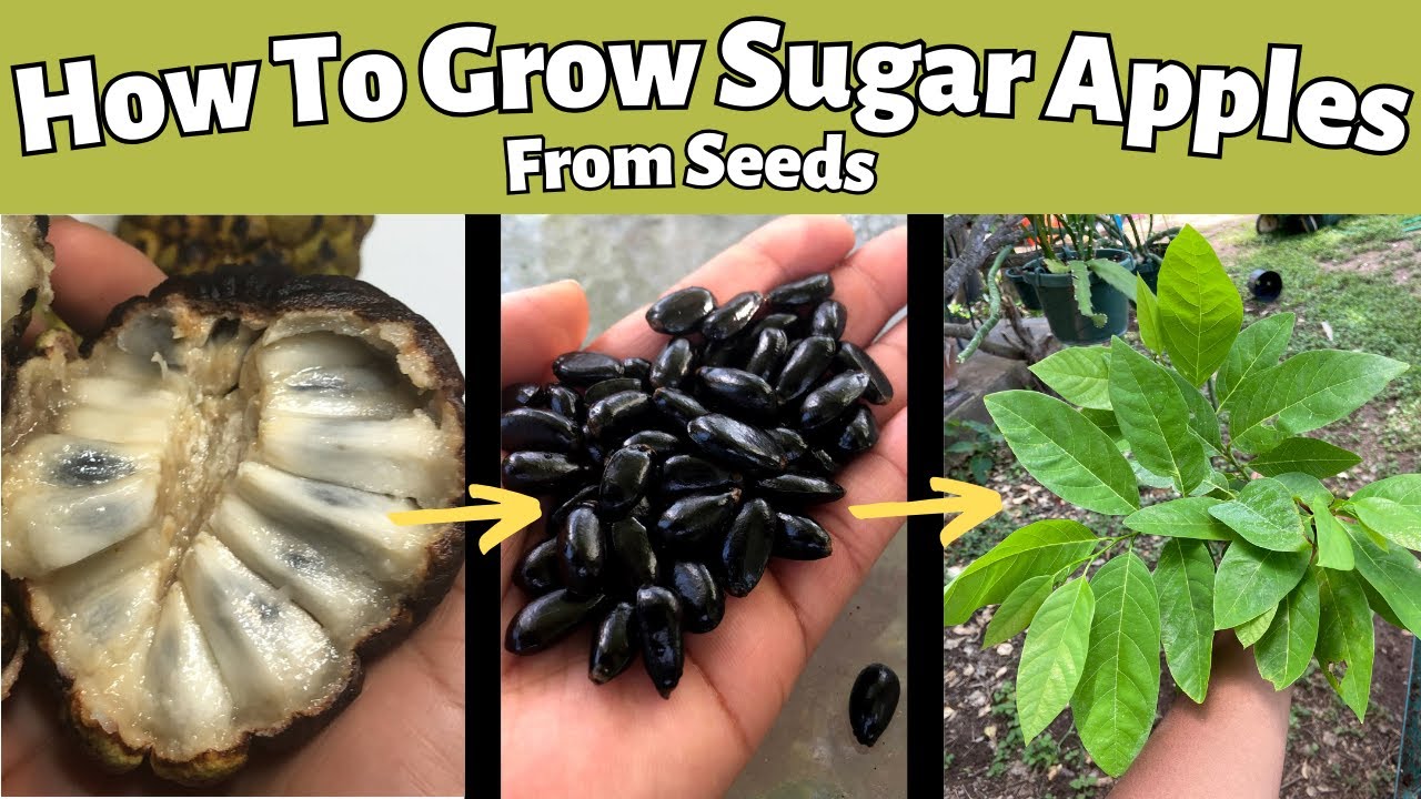 How to Grow Sugar Apples From Seeds