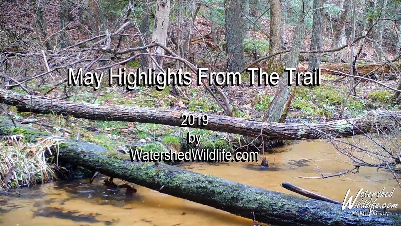 Raccoon fight & how does a porcupine cross a creek?.