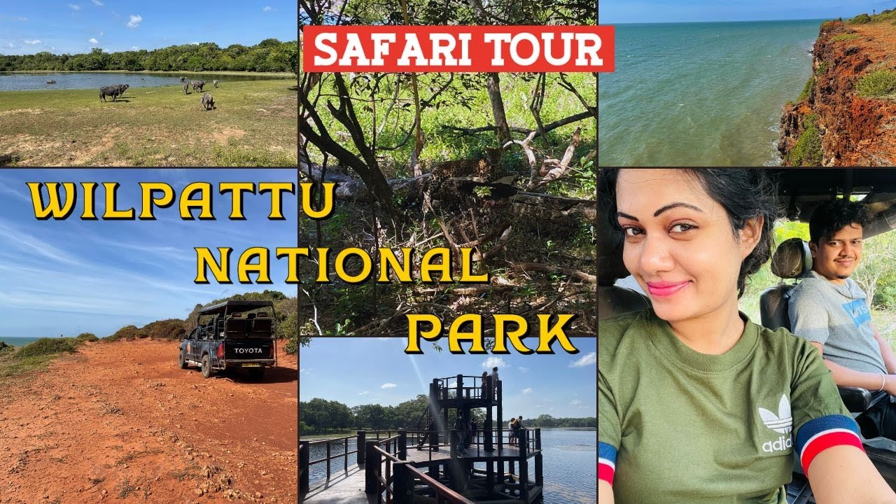 Amazing Safari Tour at Wilpattu National Park Sri Lanka🐯Close Encounter of Leopards & Sloth Bear🐻