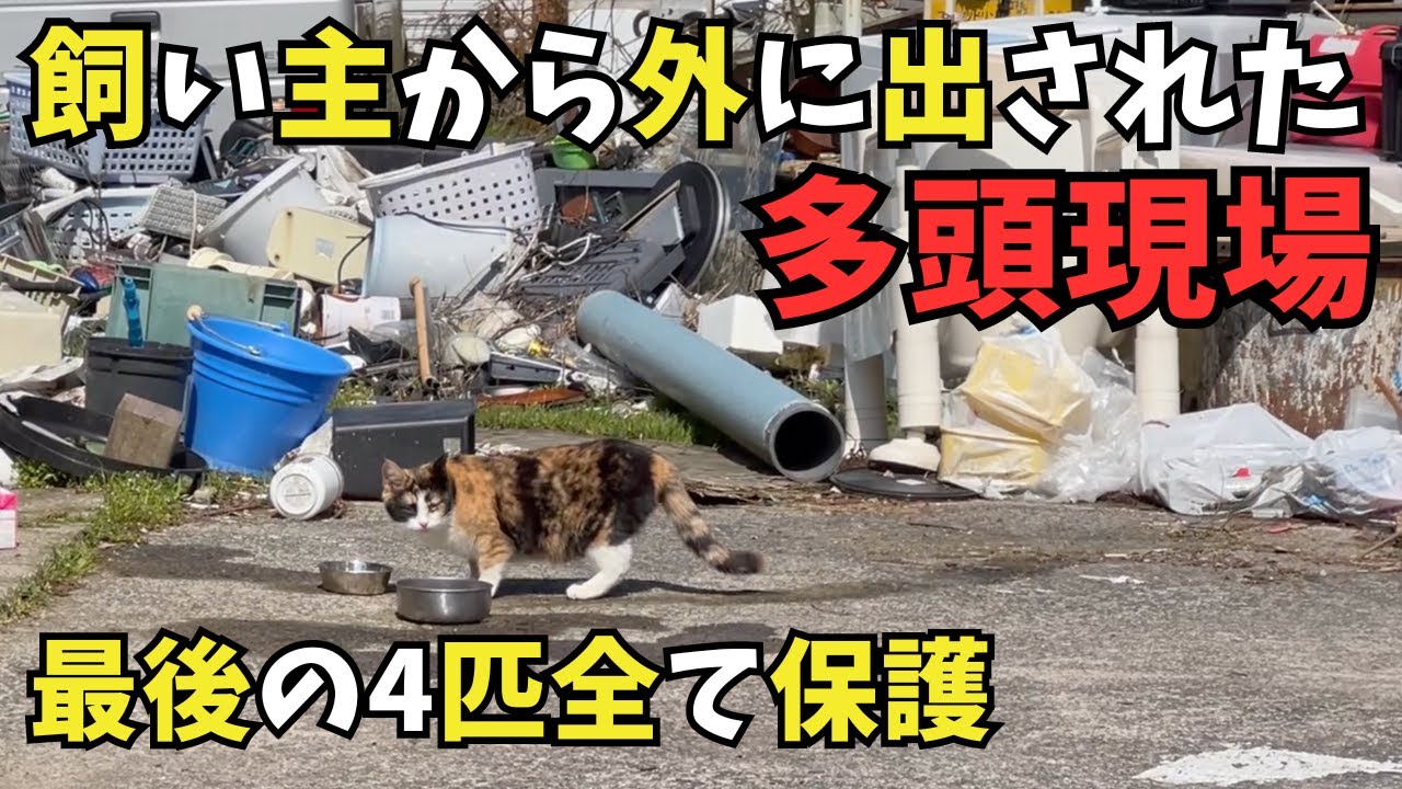 引越しでお外に出された多頭現場より最後の4匹全頭保護
