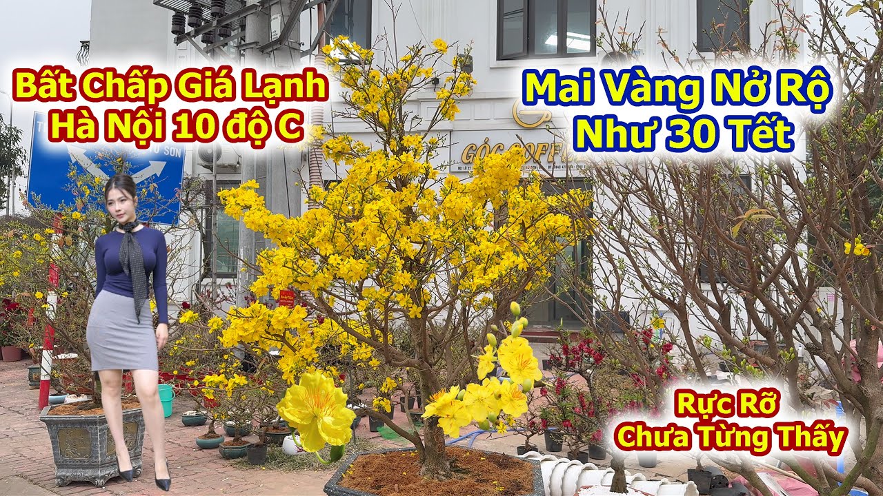 Mai Vàng Ở Hà Nội Nở Rực Rỡ Chưa Từng Thấy Như 30 Tết